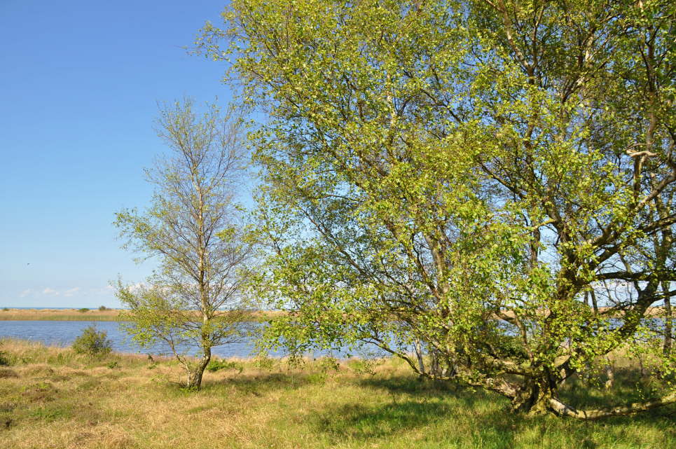 Naturschutzgebiet Grner Brink