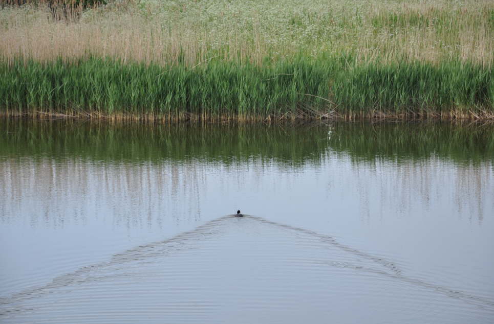 ente im schilf