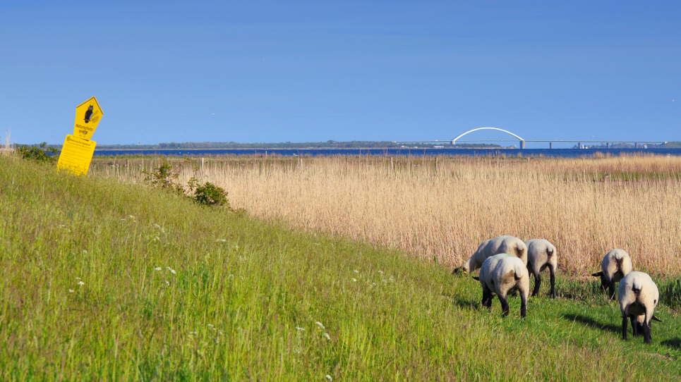 Krummsteert Sulsdorfer Wiek