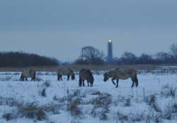 Pferde im Winter