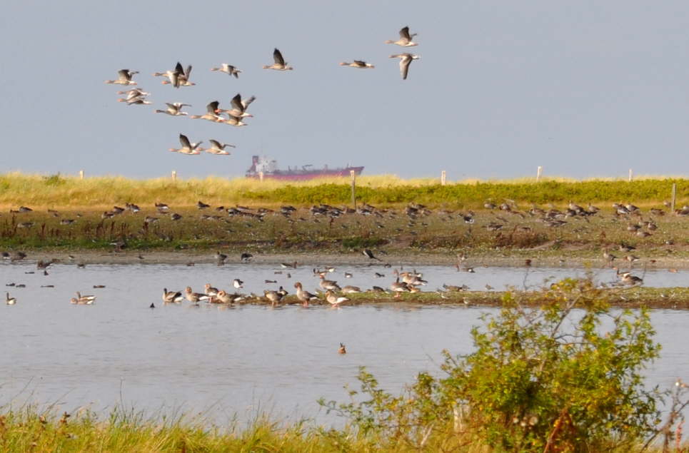 Naturschutzgebiet Gr�ner Brink