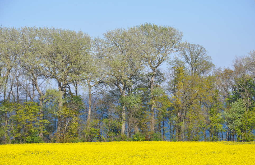 Rapsblte in Katharinenhof