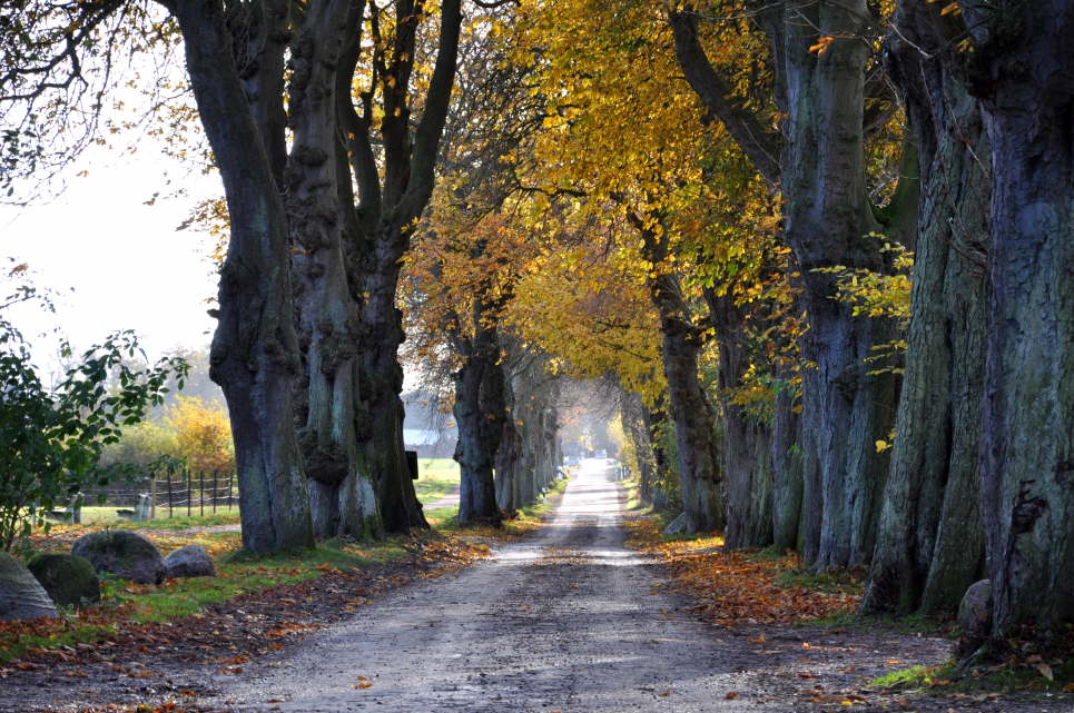 Allee Katharienenhof 