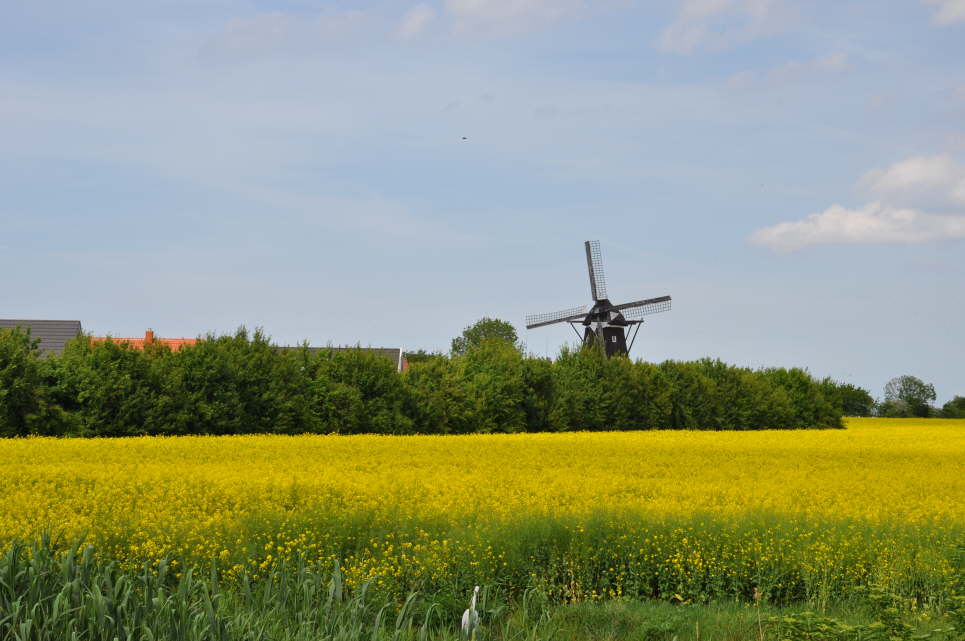 Segelwindmhle in Lemkenhafen