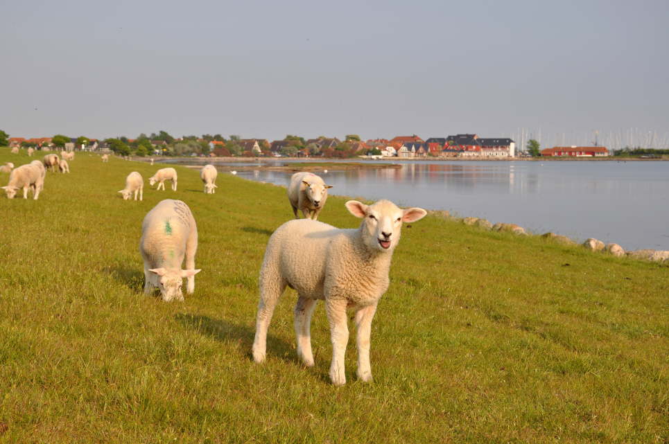 Mailmmer auf dem Deich zwischen Orth und Lemkenhafen