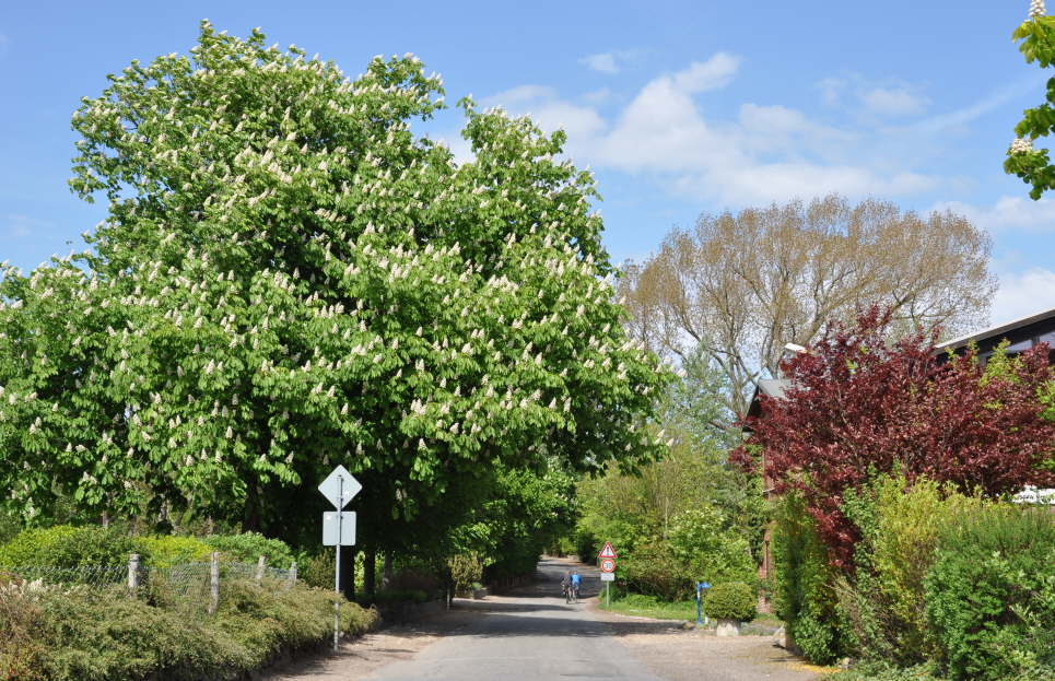 Neujellingsdorf