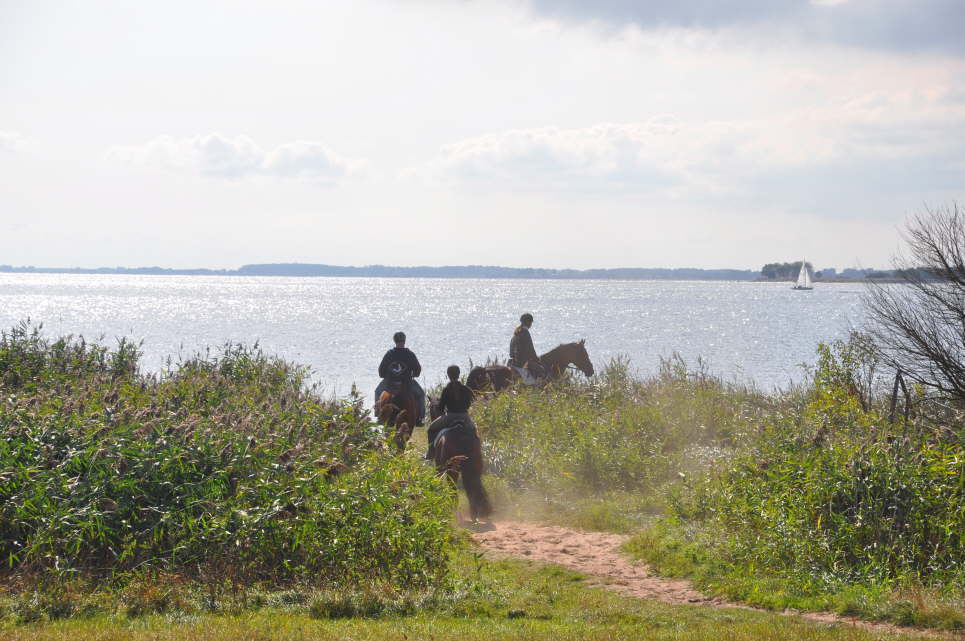 Reiten am Fehmarnsund