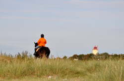 Reiten in Westermarkelsdorf