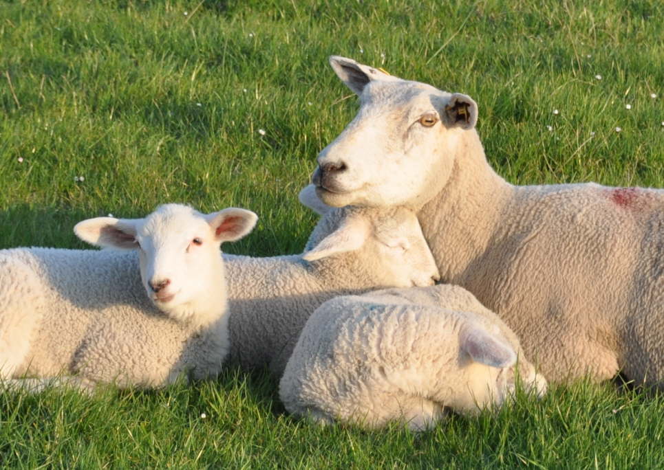 Kuren auf Fehmarn