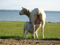 Kuren auf Fehmarn