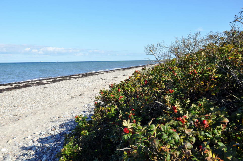 Strand Gammendorf