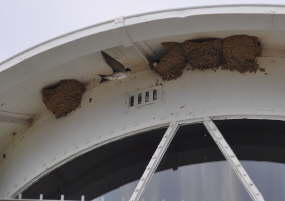 Leuchtturm Struckkamphuk