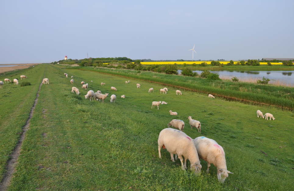 Auf dem Deich in Westermarkelsdorf