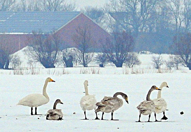 Fehmarn im Winter genieen