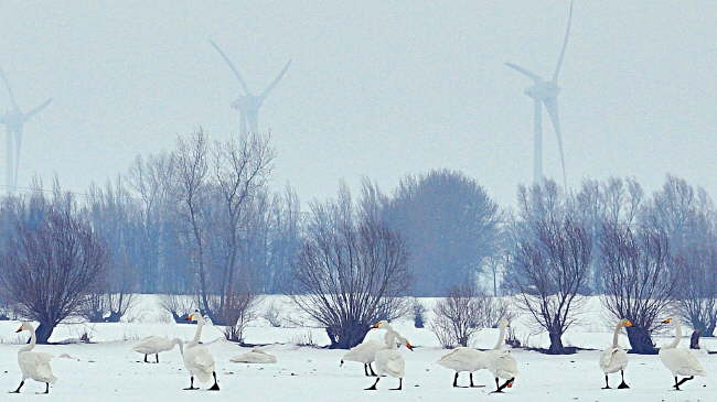 Fehmarn im Winter genieen